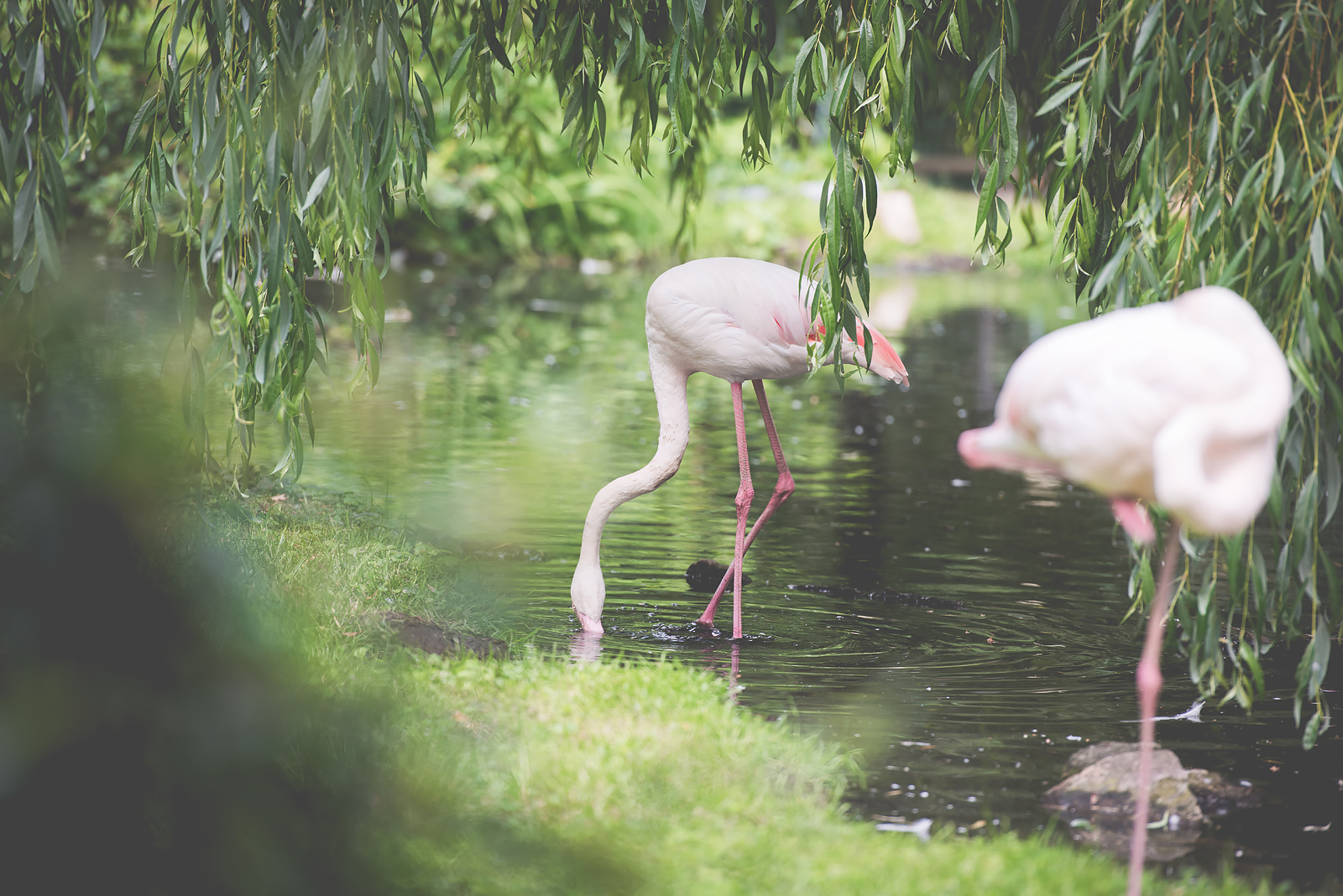 flamingi zoo wroclaw